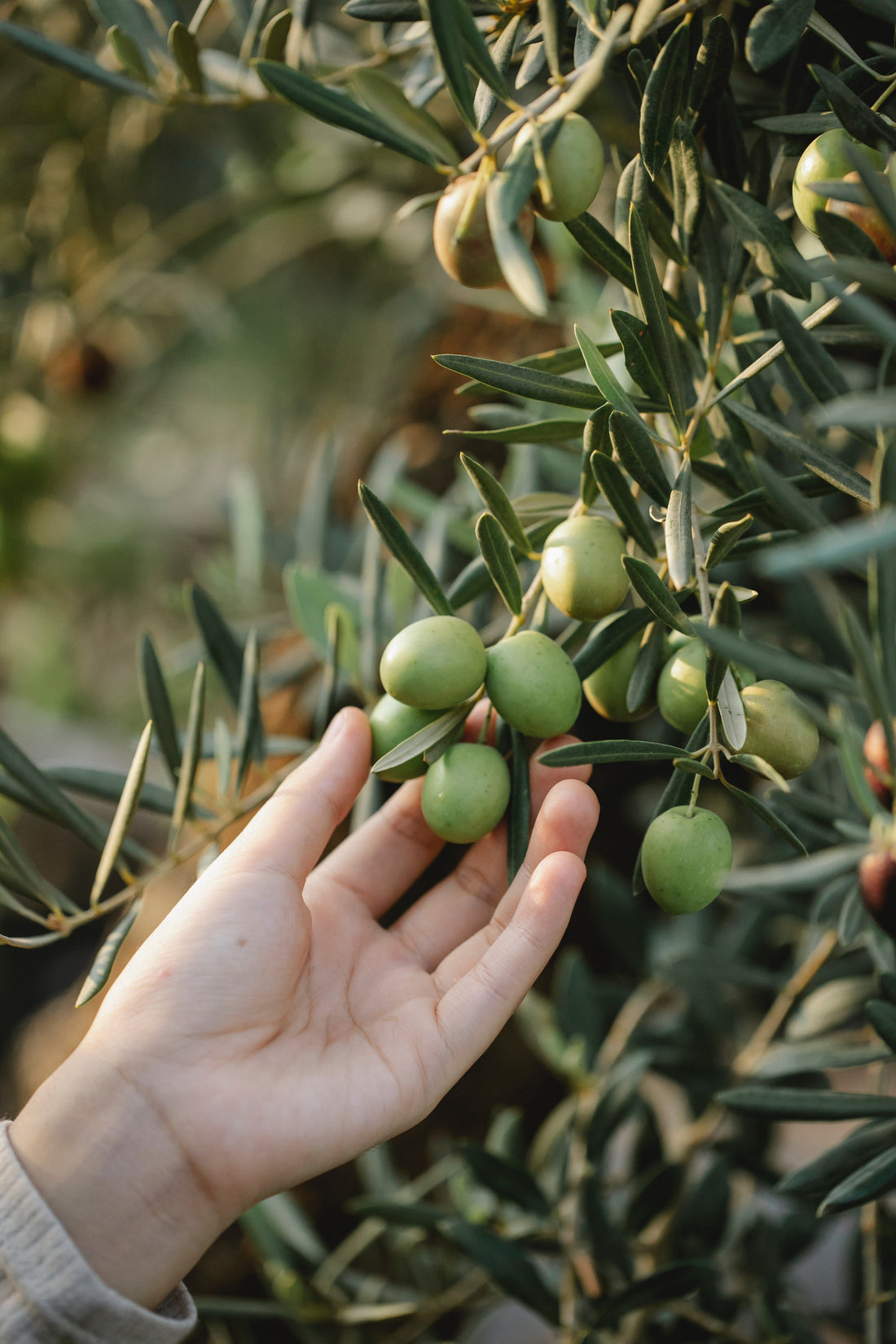 Uncovering the Beauty Benefits of 100% Pure Argan Oil